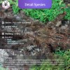 TARANTULA